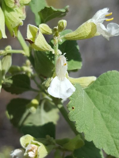 Salvia pinguifolia, photographed by Alex Abair
