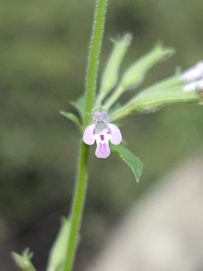 Hedeoma oblongifolia, photographed by Alex Abair