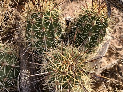 Echinocereus coccineus