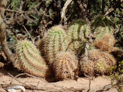 Echinocereus coccineus, photographed by CK2AZ