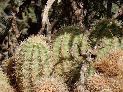 Echinocereus coccineus, photographed by CK2AZ