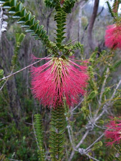 Melaleuca transversa, photographed by botanygirl