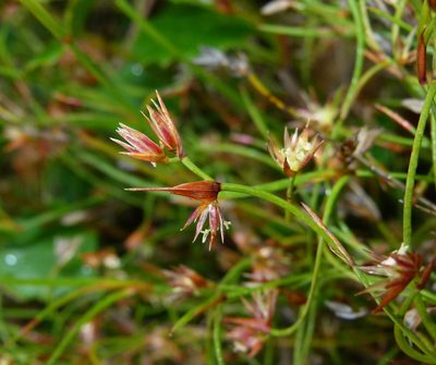 Anarthria prolifera, photographed by botanygirl