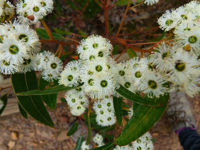 Eucalyptus marginata, photographed by botanygirl