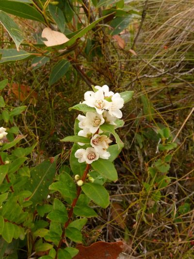Hypocalymma myrtifolium, photographed by botanygirl