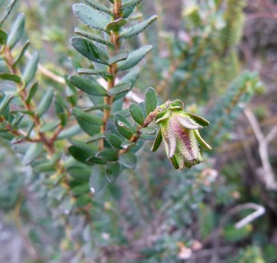 Darwinia squarrosa, photographed by botanygirl