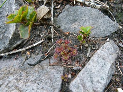 Drosera monticola, photographed by botanygirl