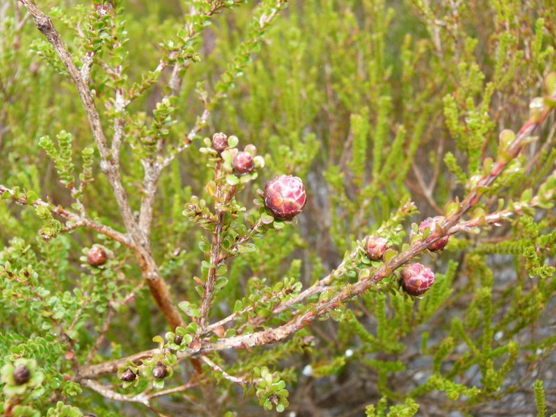 Kunzea montana, photographed by botanygirl