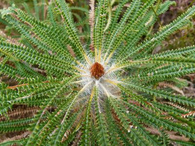 Banksia montana, photographed by botanygirl