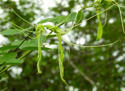 Bauhinia pauletia, photographed by Francisco Farriols Sarabia