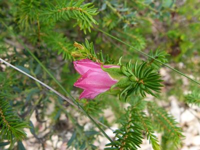 Darwinia leiostyla, photographed by botanygirl