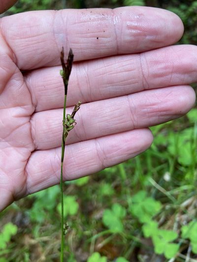 Carex rhizina, photographed by Анна Рыбакова