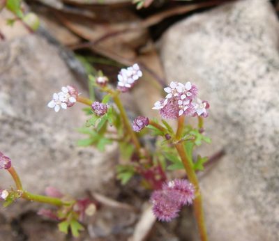 Trachymene cyanopetala, photographed by botanygirl