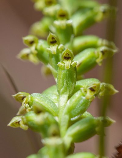 Microtis parviflora, photographed by Rolf Lawrenz
