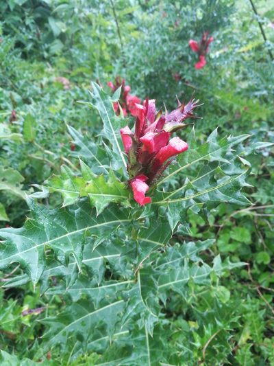Acanthus sennii, photographed by Mattia Menchetti