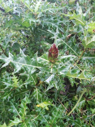 Acanthus sennii, photographed by Mattia Menchetti