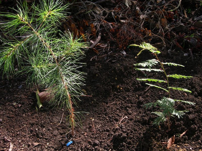Pinus chiapensis, photographed by Neptalí Ramírez Marcial