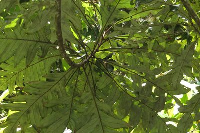 Musgravea heterophylla, photographed by coenobita