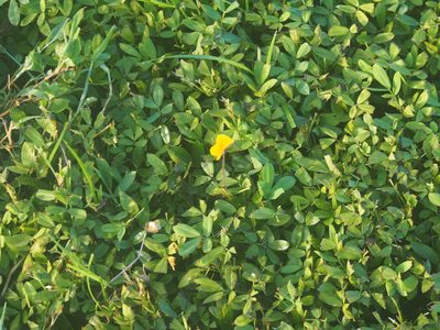 Arachis glabrata, photographed by Lena Struwe