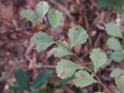 Crataegus uniflora, photographed by Lena Struwe