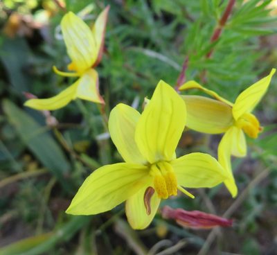 Cyanella lutea, photographed by linkie