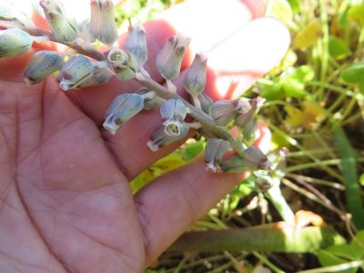 Lachenalia mediana, photographed by linkie