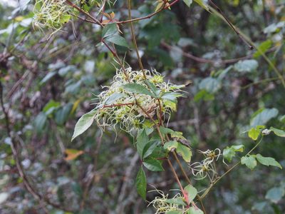 Clematis catesbyana, photographed by Lena Struwe