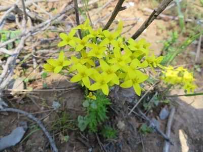 Sebaea aurea, photographed by linkie