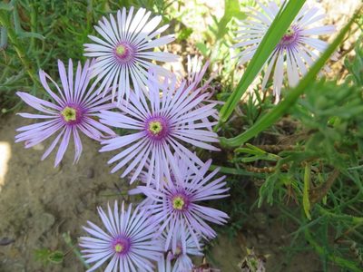 Lampranthus leptaleon, photographed by linkie