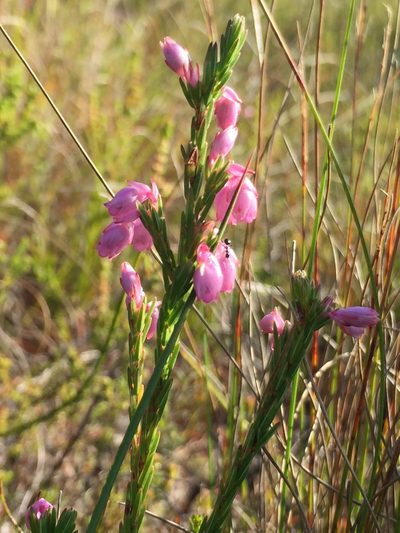 Erica palliiflora, photographed by Caroline Voget