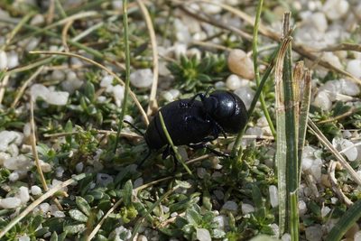Galium arenarium, photographed by Jaro Guzinski