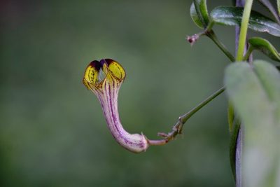 Ceropegia racemosa, photographed by Sunčana Bradley