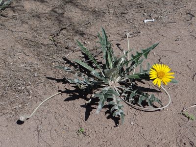 Trichocline sinuata, photographed by Guillermo Debandi
