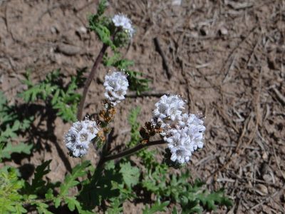 Phacelia artemisioides, photographed by Guillermo Debandi