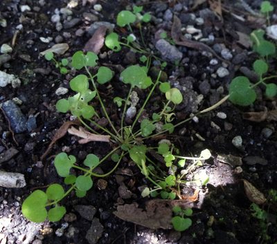 Cardamine heleniae, photographed by Peter de Lange