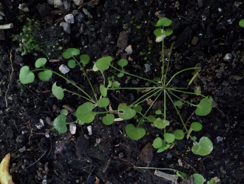 Cardamine heleniae, photographed by Peter de Lange