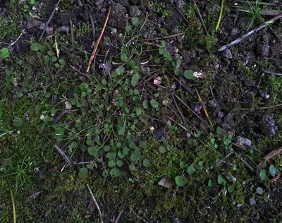 Cardamine heleniae, photographed by Peter de Lange