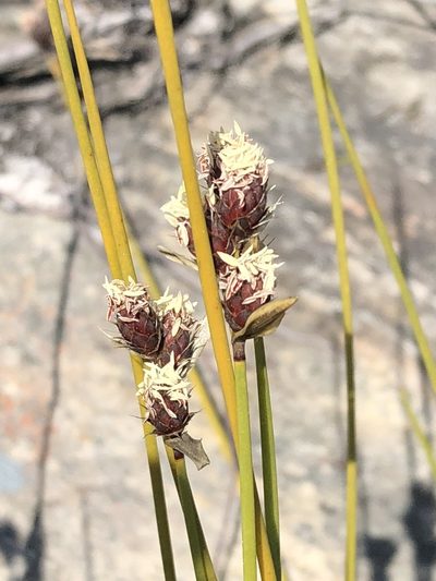 Hypodiscus synchroolepis, photographed by Dave U