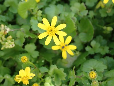 Cineraria angulosa, photographed by Peter Warren