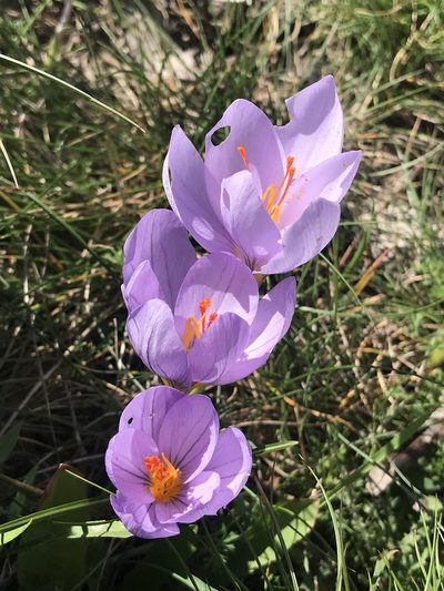 Crocus longiflorus, photographed by syvwlch