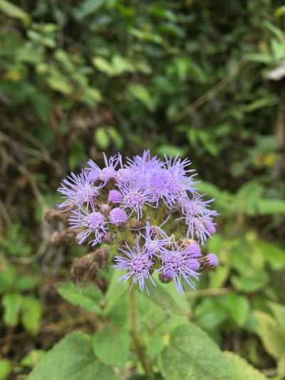 Aristeguietia lamiifolia, photographed by Diego F. Cisneros-Heredia