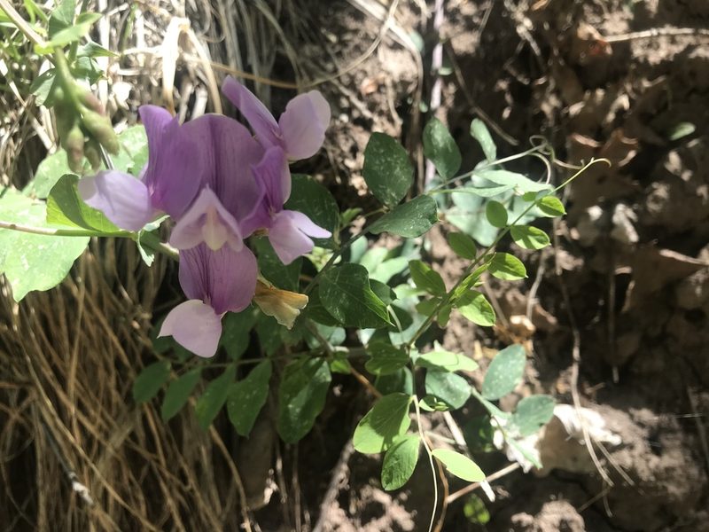 Lathyrus pauciflorus, photographed by Kaydee Barker