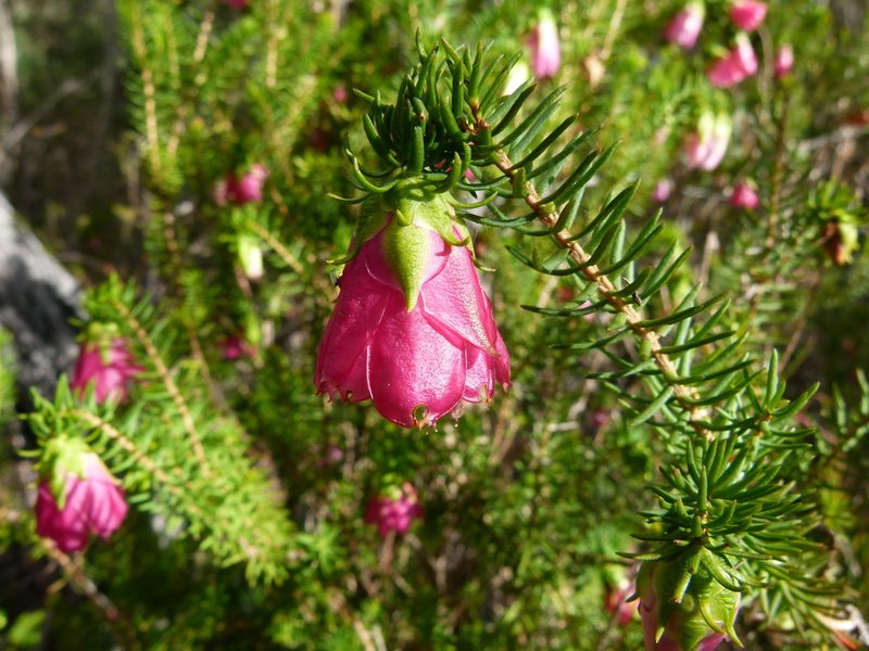 Darwinia leiostyla, photographed by botanygirl