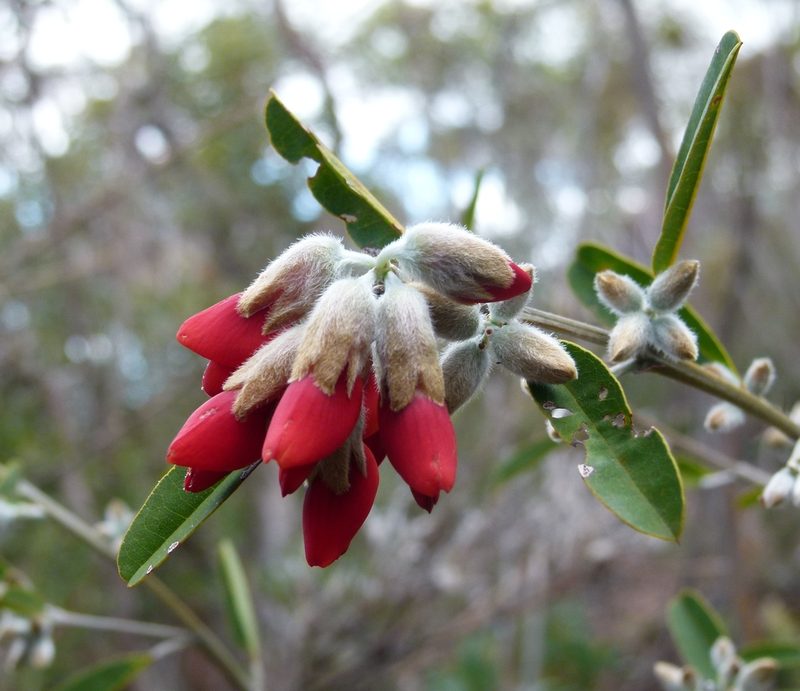 Gastrolobium rubrum, photographed by botanygirl