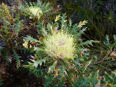 Banksia armata, photographed by botanygirl