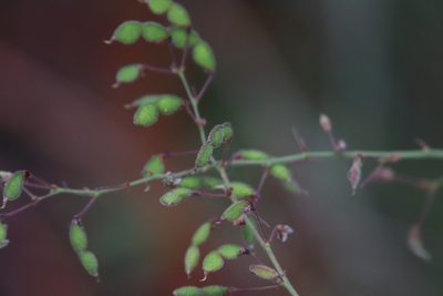 Desmodium ciliare, photographed by Lauren McLaurin