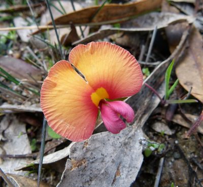 Gompholobium polymorphum, photographed by botanygirl