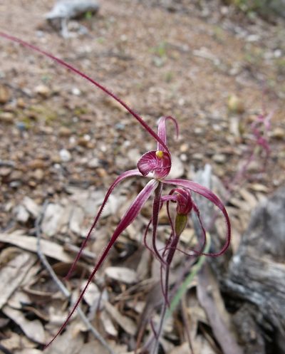 Caladenia filifera, photographed by botanygirl