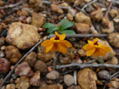 Goodenia trinervis, photographed by botanygirl