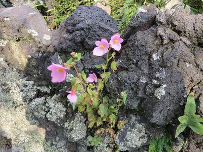 Begonia gracilis, photographed by Leonel Roget